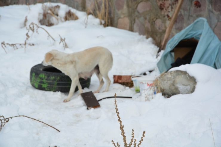 O Hayvanları, Hayvanlar Onu Seviyor