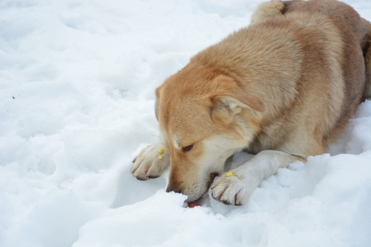 Karda Aç Kalan Sokak Hayvanlarına Şefkat Eli