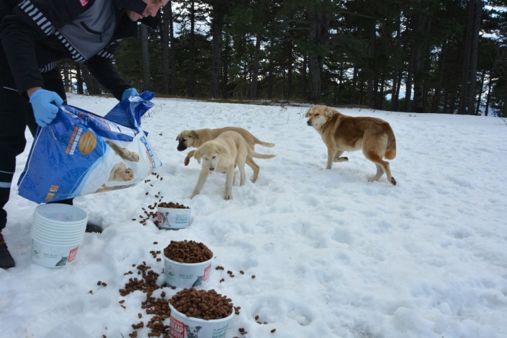 Karda Aç Kalan Sokak Hayvanlarına Şefkat Eli