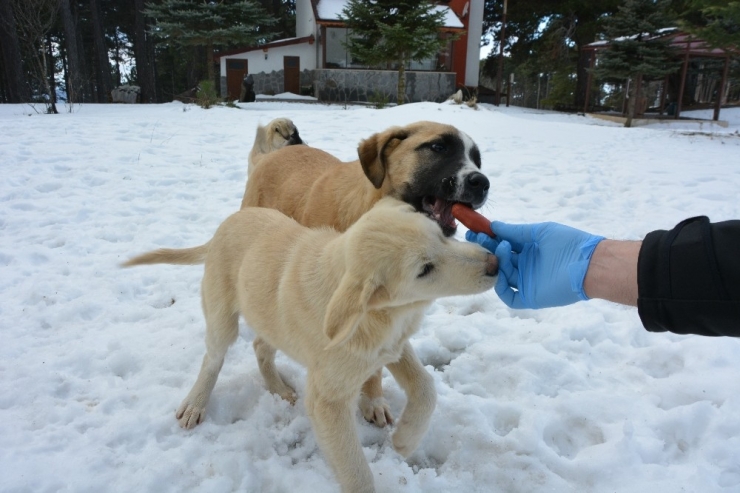 Karda Aç Kalan Sokak Hayvanlarına Şefkat Eli