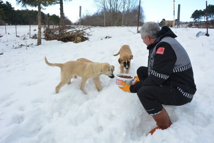 Karda Aç Kalan Sokak Hayvanlarına Şefkat Eli