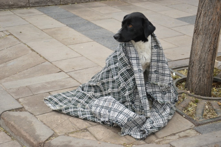 Kırıkkaleli Seyyar Satıcının Hayvan Sevgisi