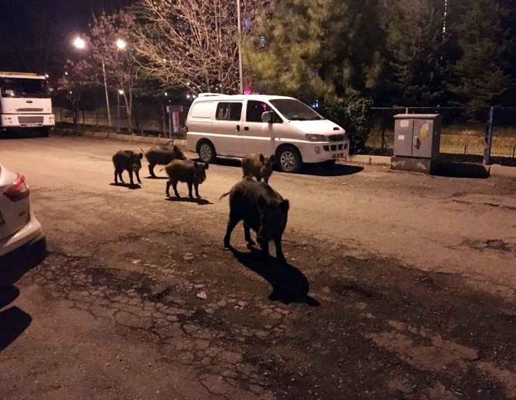 Tunceli’de Yaban Domuzları, Şehre İnmeyi Alışkanlık Haline Getirdi
