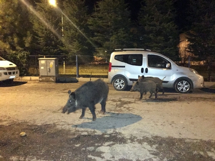 Tunceli’de Yaban Domuzları, Şehre İnmeyi Alışkanlık Haline Getirdi