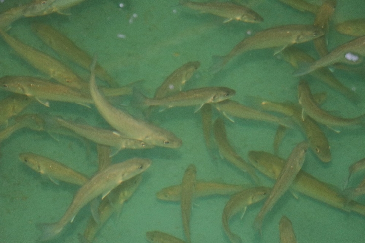 Deniz Levreklerinin Yemine Makro Ve Mikroalg Dopingi