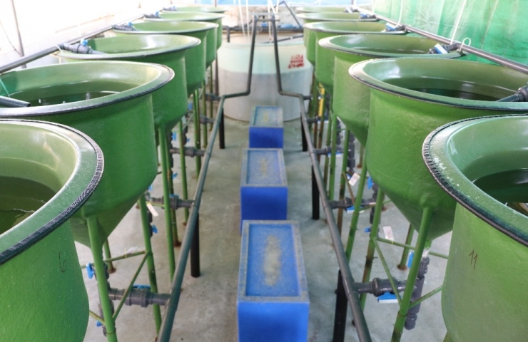 Deniz Levreklerinin Yemine Makro Ve Mikroalg Dopingi