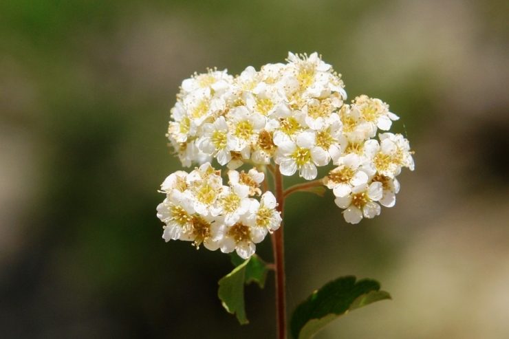 Cudi Dağı’nda Yeni Odunsu Takson Keşfedildi