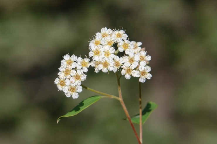 Cudi Dağı’nda Yeni Odunsu Takson Keşfedildi