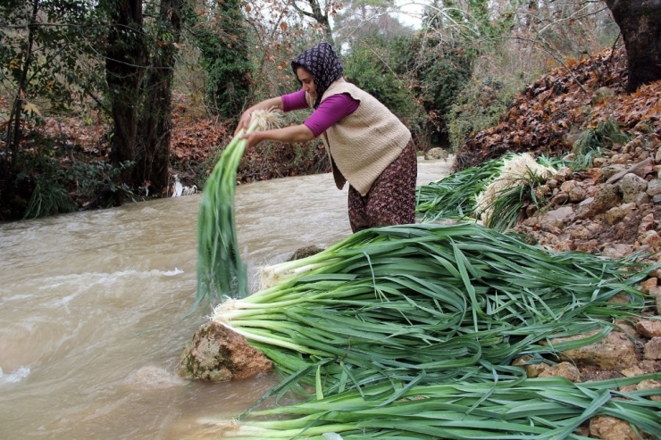 Türkiye’nin Kış Sebzeleri Isparta Sütçüler’den