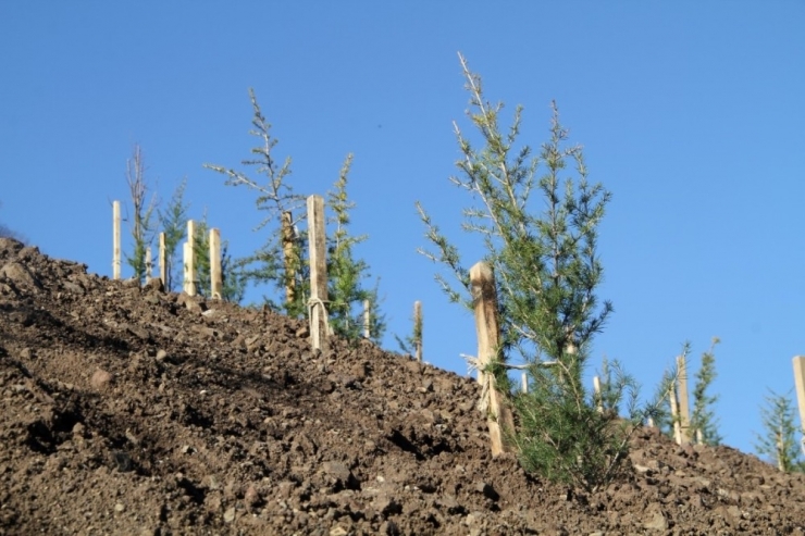 Yuvacık Barajı Çevresine 4 Bin 500 Ağaç