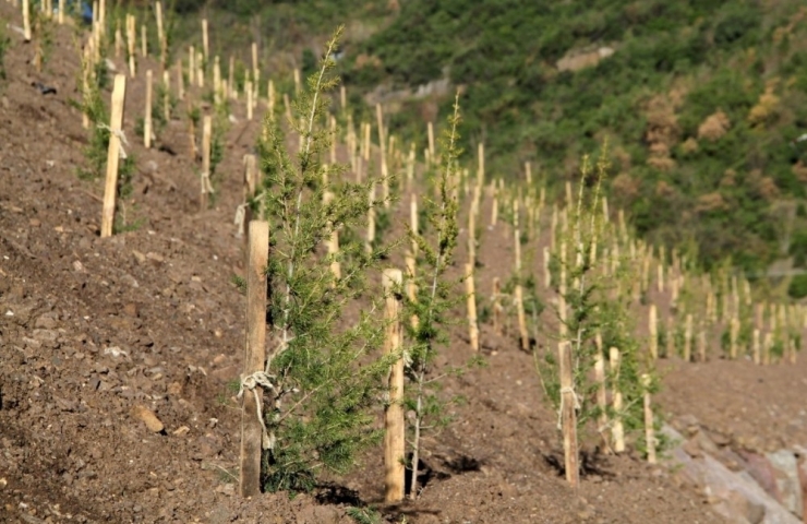 Yuvacık Barajı Çevresine 4 Bin 500 Ağaç