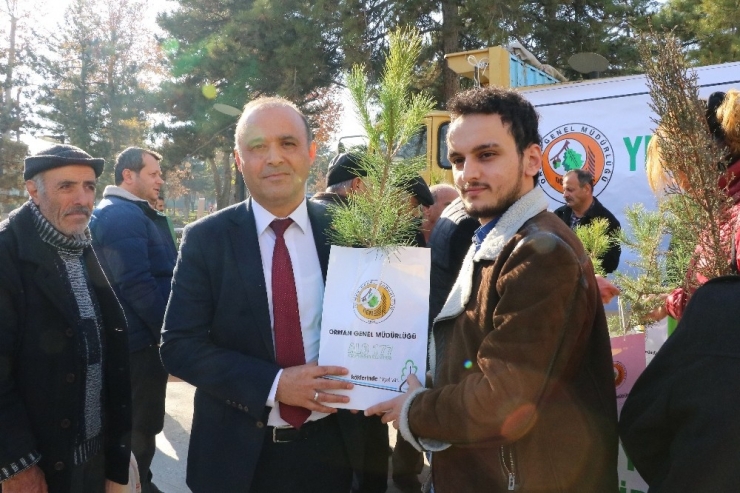 Yeni Yıl Öncesi Ücretsiz Çam Fidanı Dağıtıldı