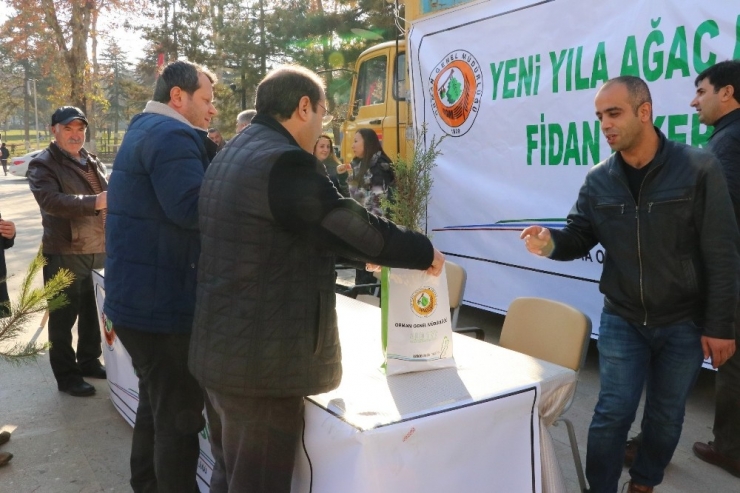 Yeni Yıl Öncesi Ücretsiz Çam Fidanı Dağıtıldı