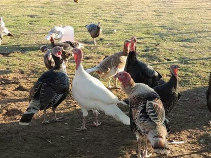 Yılbaşı Hindisi Yerine Köy Tavuğu