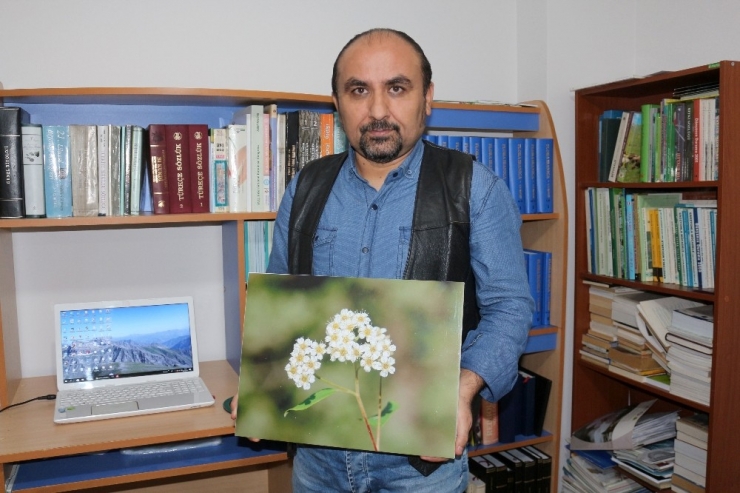 Cudi Dağı’nda Yeni Odunsu Takson Keşfedildi