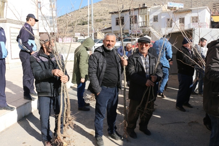 Yahyalı’da Bin Adet Çınar Fidanı Dağıtıldı