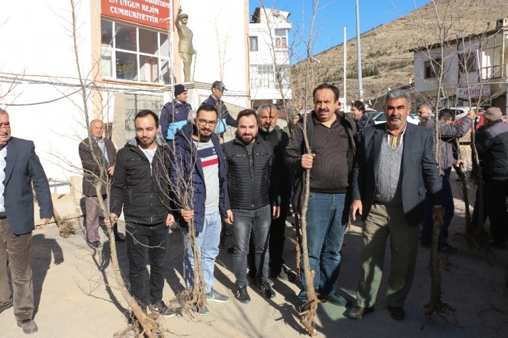 Yahyalı’da Bin Adet Çınar Fidanı Dağıtıldı