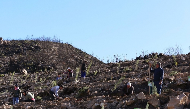 Menderes Ve Bayındır Orman Yangınının İzleri Siliniyor