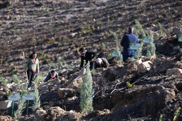 Menderes Ve Bayındır Orman Yangınının İzleri Siliniyor