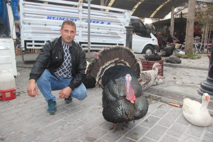 Kilis’te Hindilere Rağbet Yok