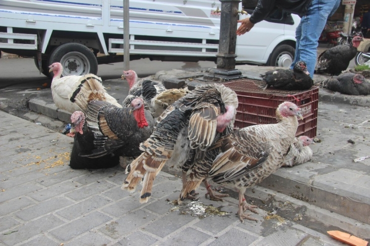 Kilis’te Hindilere Rağbet Yok