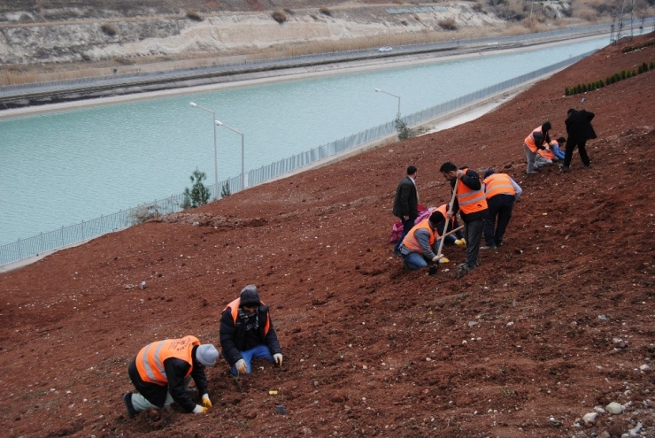 Çiftçi Muhtarlarla Birlikte Ağaç Dikti