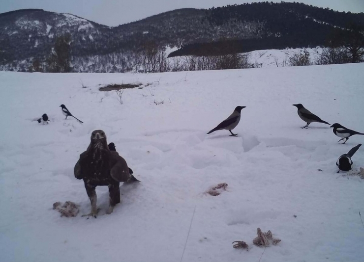 Vahşi Yaşam Fotokapana Yansıdı