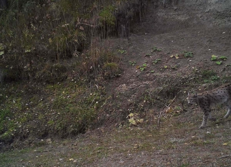 Vahşi Yaşam Fotokapana Yansıdı