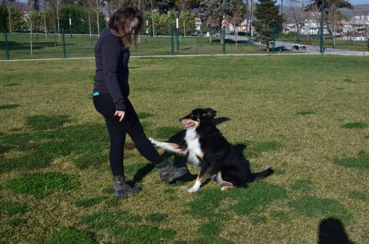Bir Köpek Aldı Hayatı Değişti
