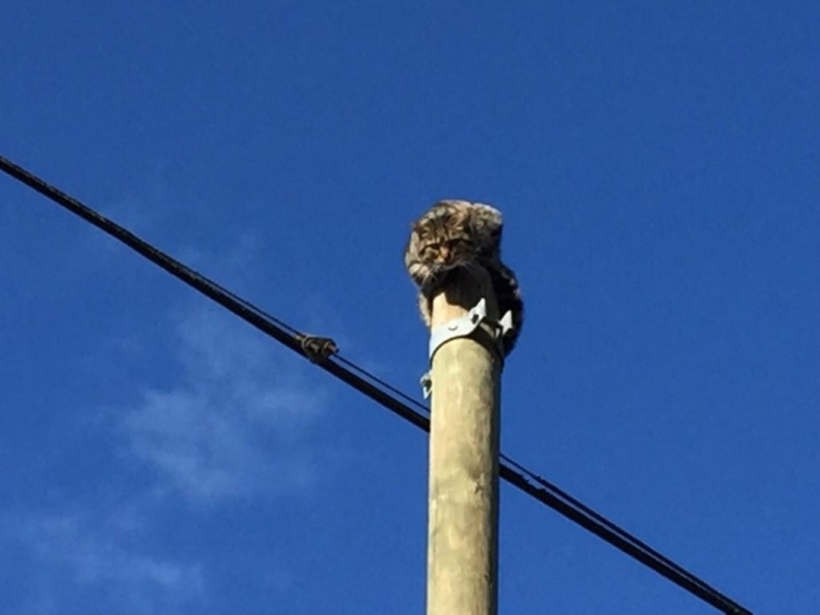 Yaramaz Kedi Telefon Direğinde Mahsur Kaldı