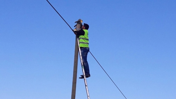 Yaramaz Kedi Telefon Direğinde Mahsur Kaldı