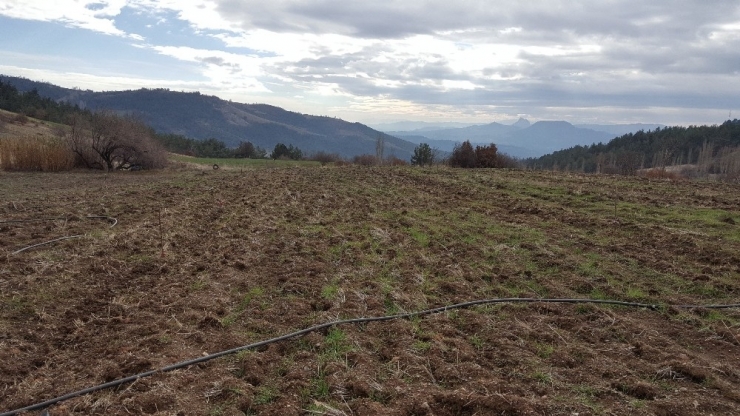Meyve Yetiştiricilerine Büyükşehirden Fidan Desteği