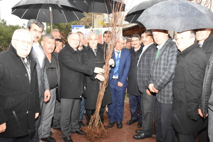 Şehzadeler’de 85 Çiftçiye 7 Bin Fidan Desteği