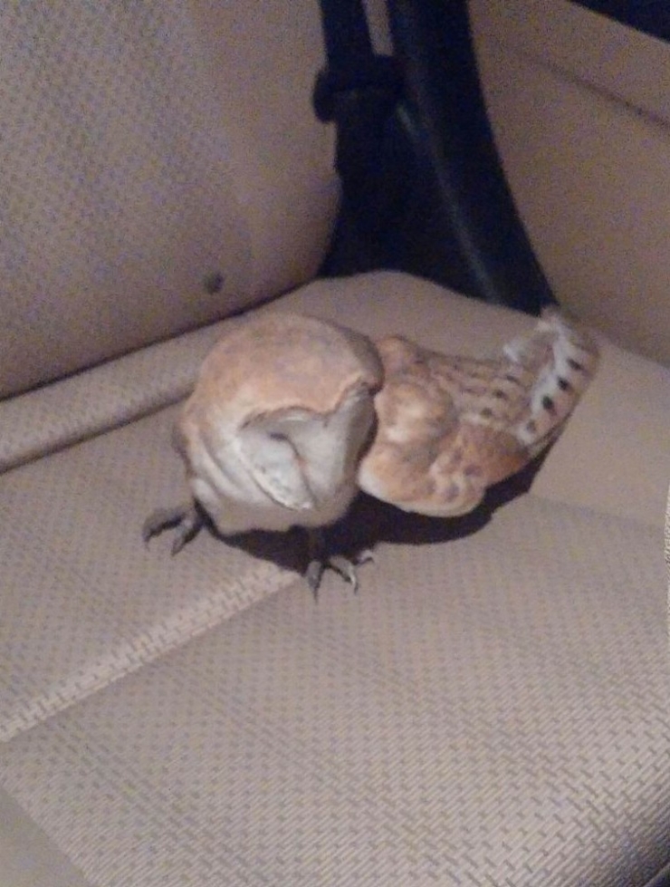 Yaralı Baykuşu Arabasına Alıp Tedavi İçin Diyarbakır’a Getirdi