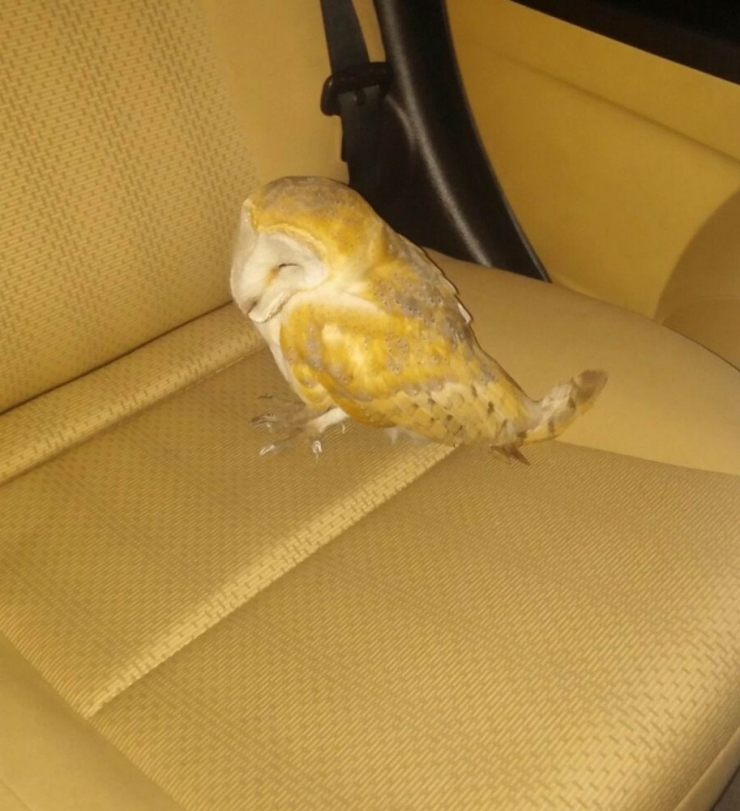 Yaralı Baykuşu Arabasına Alıp Tedavi İçin Diyarbakır’a Getirdi