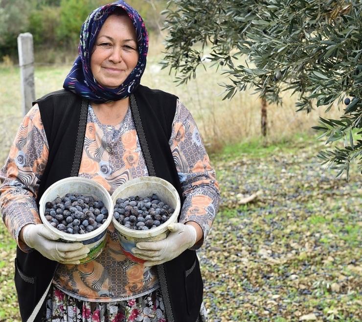 Sinek “Tuzağa” Takıldı, Rekolte Arttı