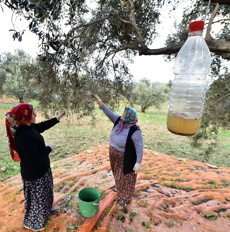 Sinek “Tuzağa” Takıldı, Rekolte Arttı