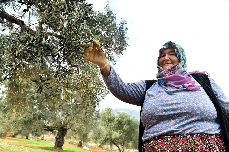 Sinek “Tuzağa” Takıldı, Rekolte Arttı