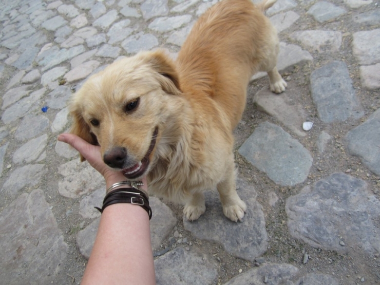 Kocaeli’de Bin 200 Sokak Hayvanı Sahiplendirildi