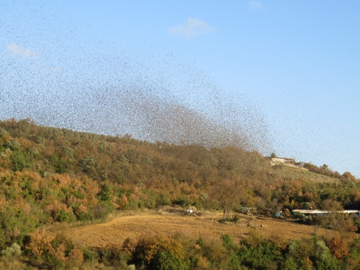 Bu Da Sığırcık Yağmuru