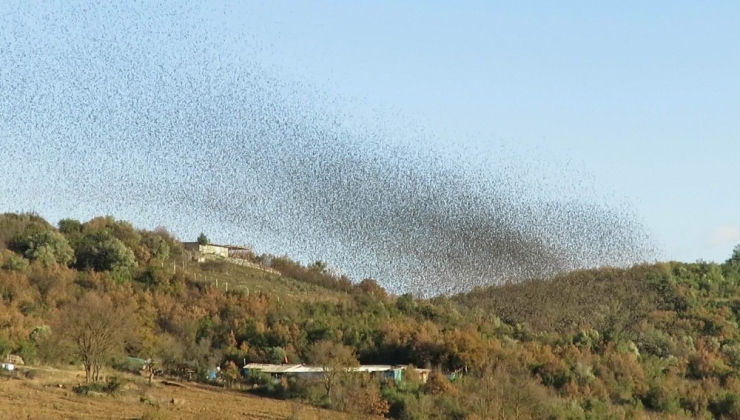 Bu Da Sığırcık Yağmuru