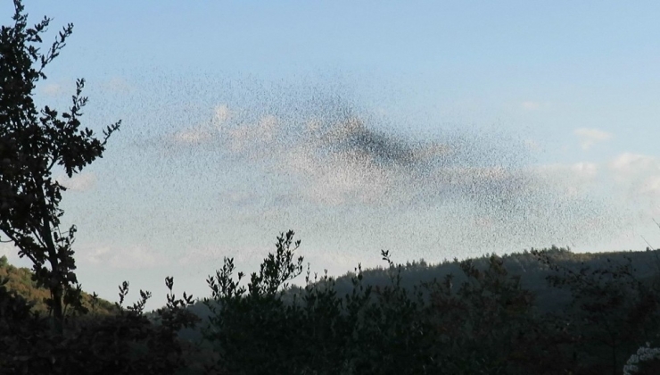 Bu Da Sığırcık Yağmuru