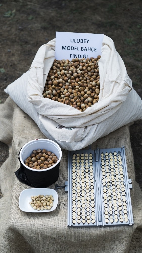 Arısoy: “Model Bahçelerde Randıman Artıyor, Gizli Çürük Azalıyor”