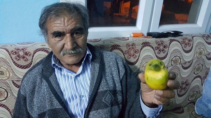 Muhabbet Kuşu Değil Limon