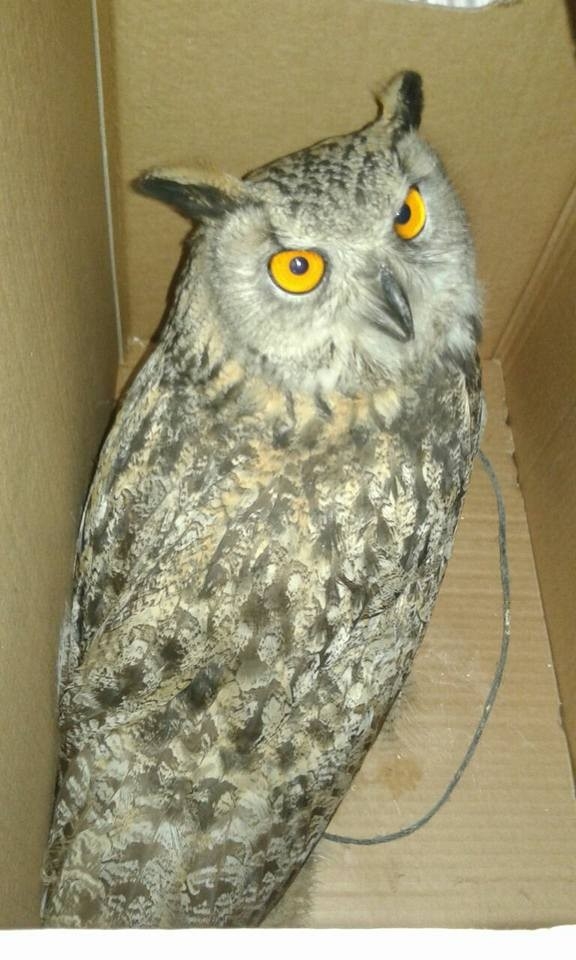 Kanadı Kırılan Puhu Kars’ta Tedavi Altına Alındı