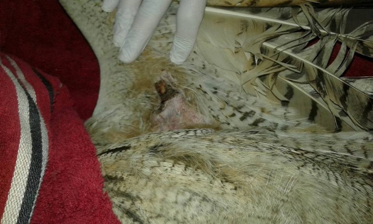 Kanadı Kırılan Puhu Kars’ta Tedavi Altına Alındı