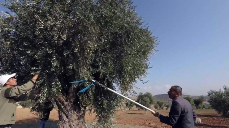 Organik Zeytinyağı Üretimi Kısa Filmle Anlatıldı