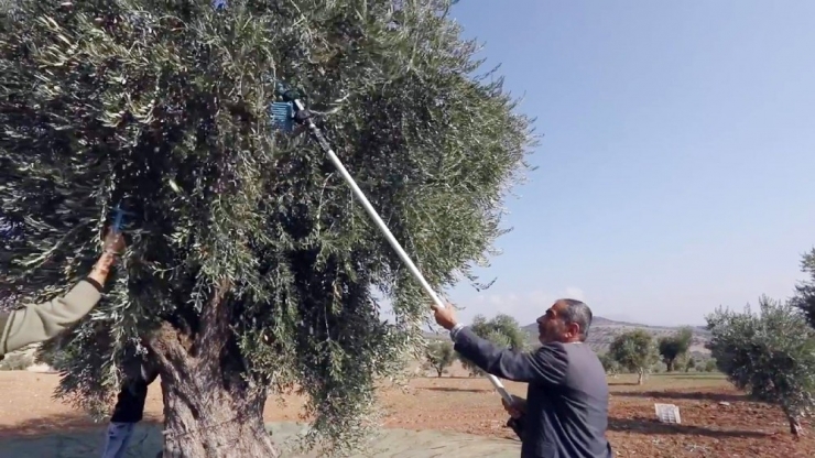 Organik Zeytinyağı Üretimi Kısa Filmle Anlatıldı