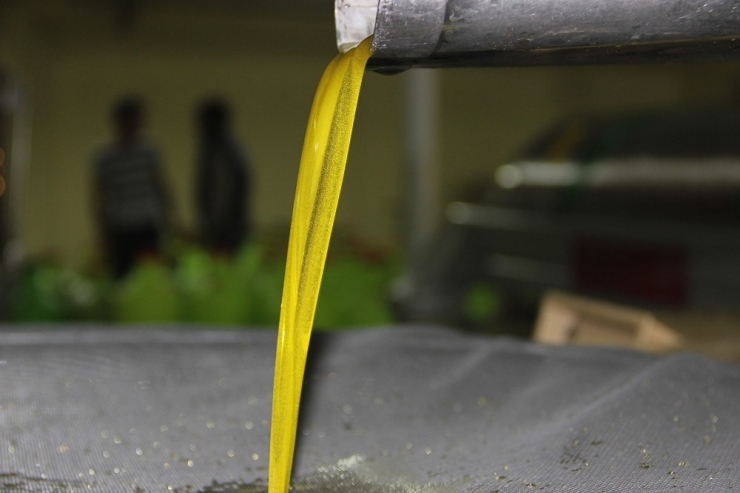 Manisa Zmo’dan Zeytinyağı Açıklaması: