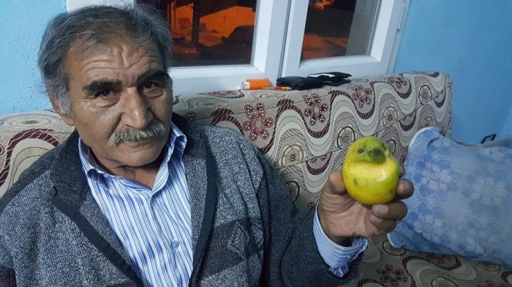Muhabbet Kuşu Değil Limon
